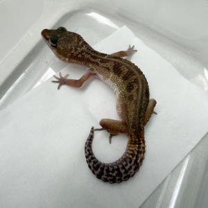 B261129 Gecko Black Night Murphy Patternless
