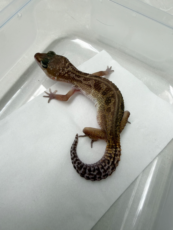 B261129 Gecko Black Night Murphy Patternless