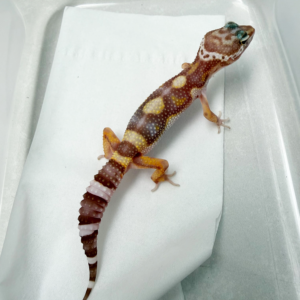 B261130 Gecko Tremper Bold Jungle jantan