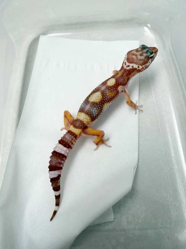 B261130 Gecko Tremper Bold Jungle jantan