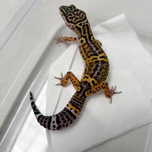 B261132 Gecko Tangerine Black Night betina