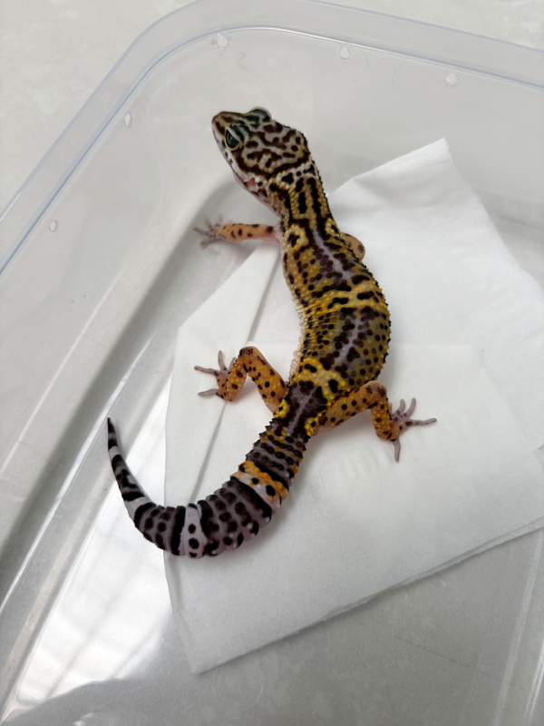 B261132 Gecko Tangerine Black Night betina