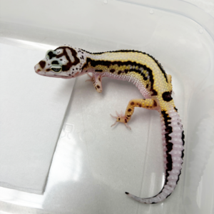 B261133 Gecko Bold Stripe Bandit Line