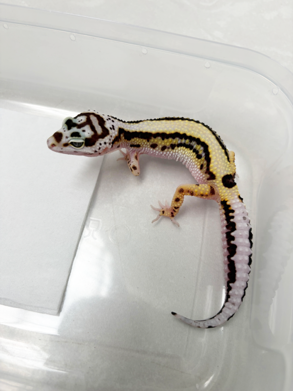 B261133 Gecko Bold Stripe Bandit Line
