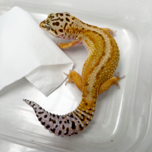 B261134 Gecko Emerine Red Stripe betina