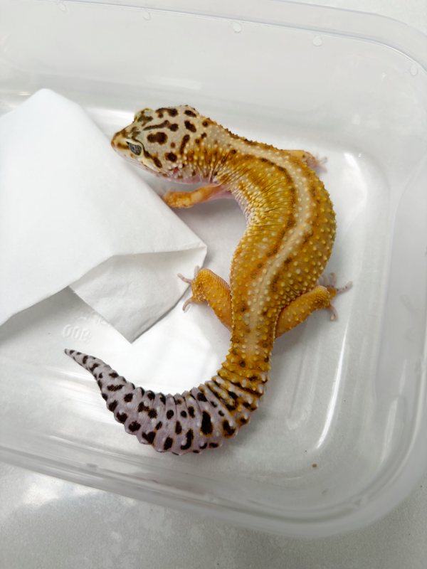 B261134 Gecko Emerine Red Stripe betina
