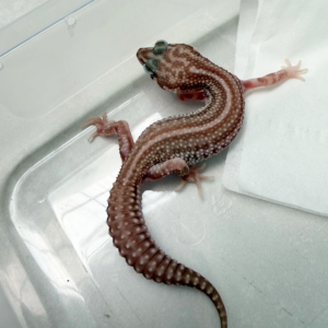 B261135 Gecko Super Snow Tremper Albino Bold Strip