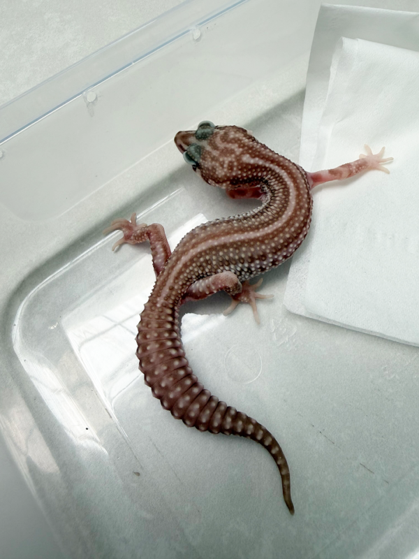 B261135 Gecko Super Snow Tremper Albino Bold Strip