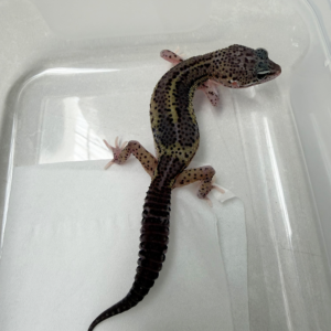 B261138 Gecko Black Night MS Eclipse betina