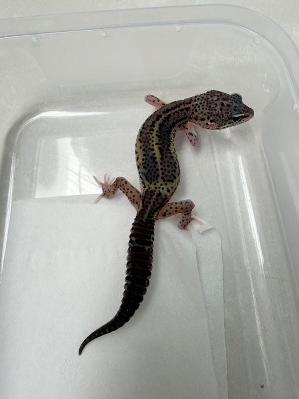 B261138 Gecko Black Night MS Eclipse betina