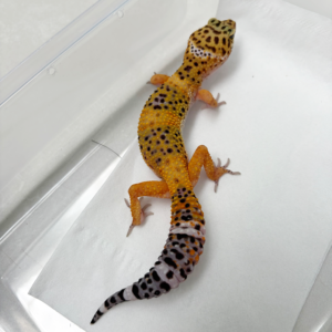 B261139 Gecko Hot Gecko Cross betina