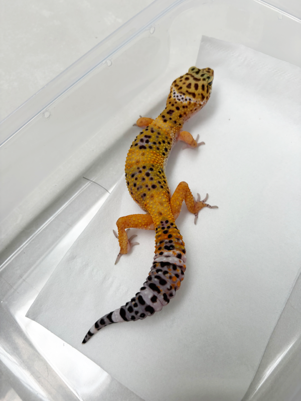 B261139 Gecko Hot Gecko Cross betina