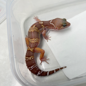 B261140 Gecko Snow Chocolate het MP jantan