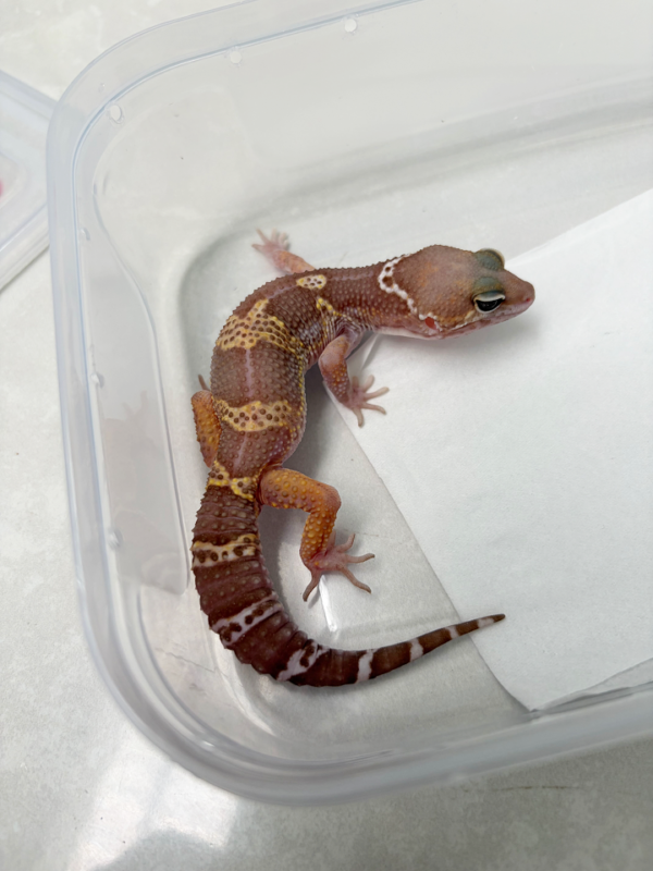 B261140 Gecko Snow Chocolate het MP jantan