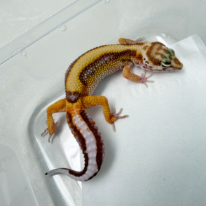 B261141 Gecko Tremper Bold Stripe betina