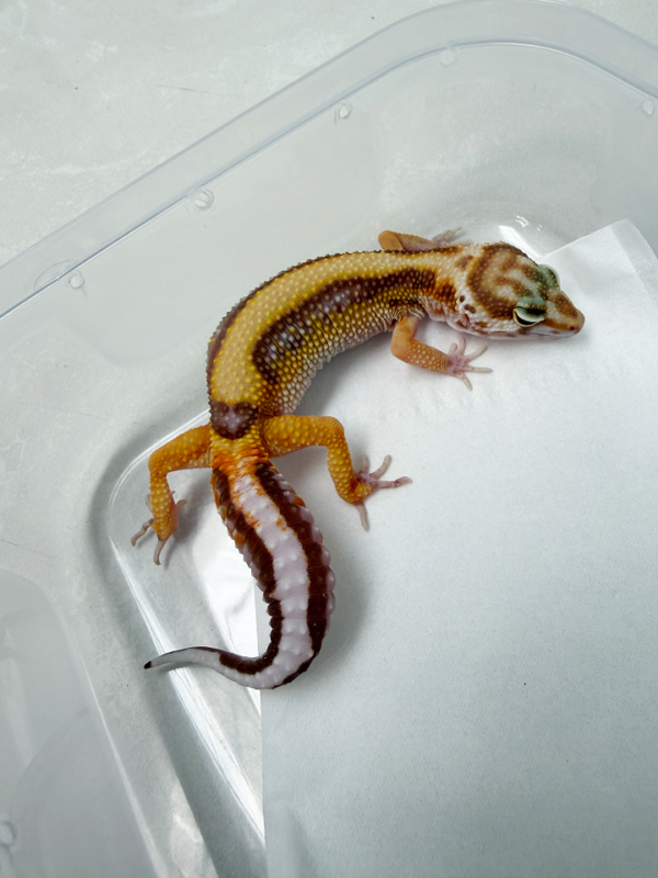 B261141 Gecko Tremper Bold Stripe betina