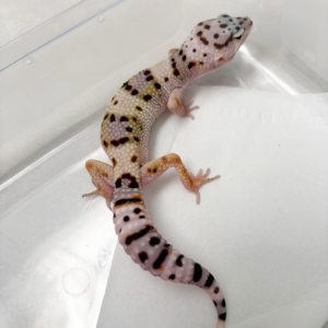 B261142 Gecko TUG Snow ph Tremper betina