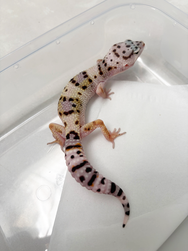 B261142 Gecko TUG Snow ph Tremper betina