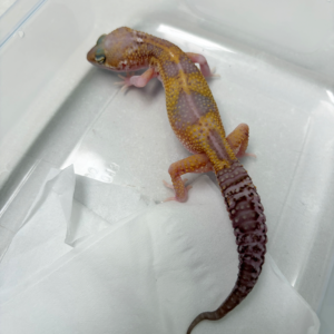 B261143 Gecko Black Night Mack Snow RAPTOR