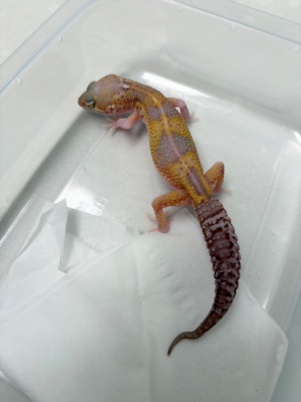 B261143 Gecko Black Night Mack Snow RAPTOR