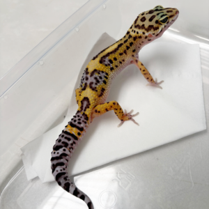 B261145 Gecko Tangerine Black Night Cross