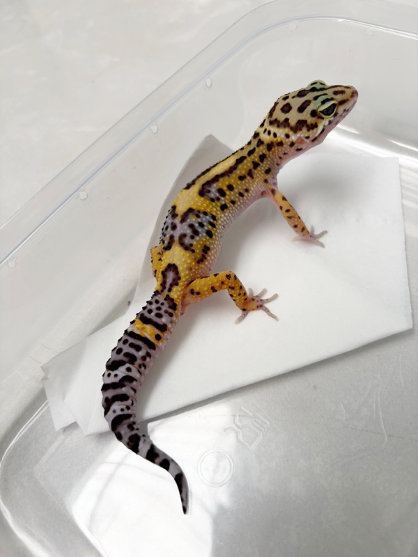 B261145 Gecko Tangerine Black Night Cross