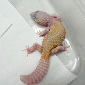 B261146 Gecko Diablo Blanco betina minus