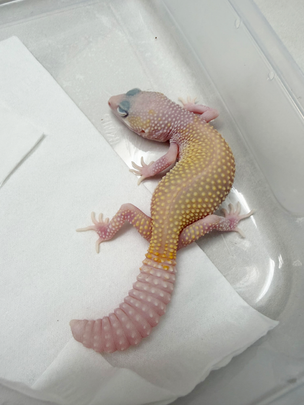 B261146 Gecko Diablo Blanco betina minus