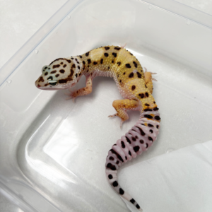 B261147 Gecko TUG Snow ph Tremper betina