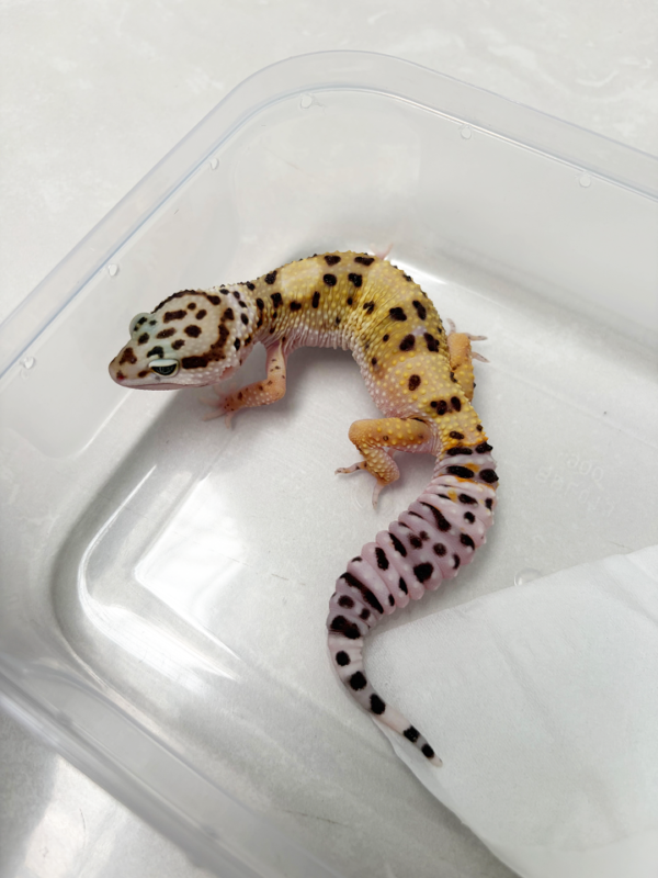 B261147 Gecko TUG Snow ph Tremper betina