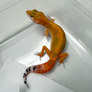 B261149 Gecko Emerine Stripe het Tremper betina