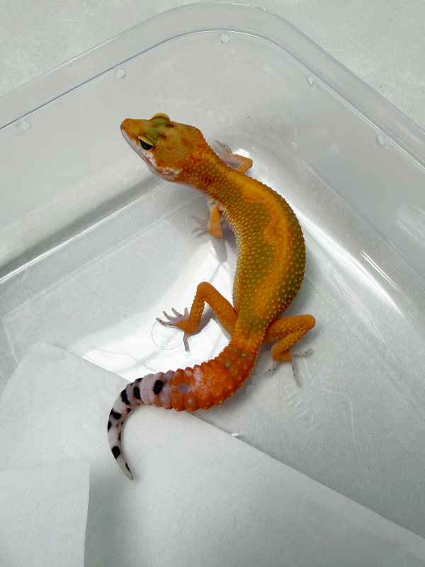 B261149 Gecko Emerine Stripe het Tremper betina