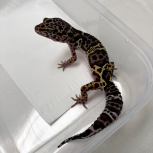 B261150 Gecko Mack Snow Black Night jantan