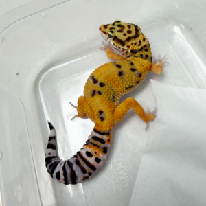 B261151 Gecko Tangerine het Tremper betina