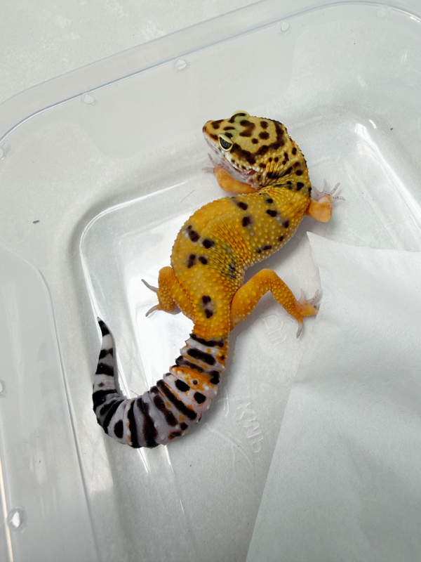 B261151 Gecko Tangerine het Tremper betina