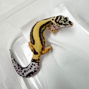 B261152 Gecko Bold Stripe Bandit Line betina