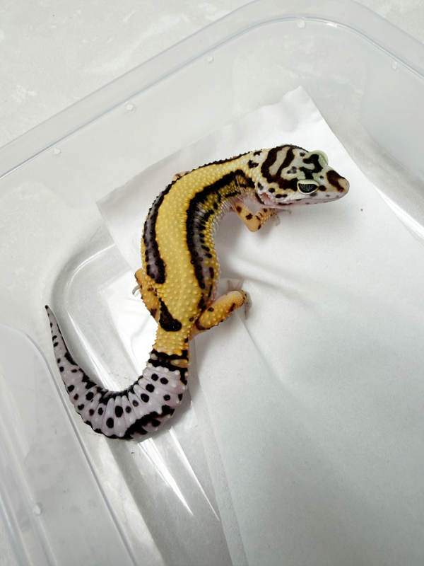 B261152 Gecko Bold Stripe Bandit Line betina B261152 Gecko Bold Stripe Bandit Line betina