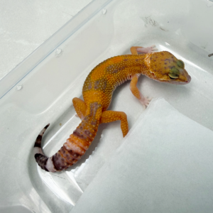 B261153 Gecko RAPTOR Jungle Black Night Cross