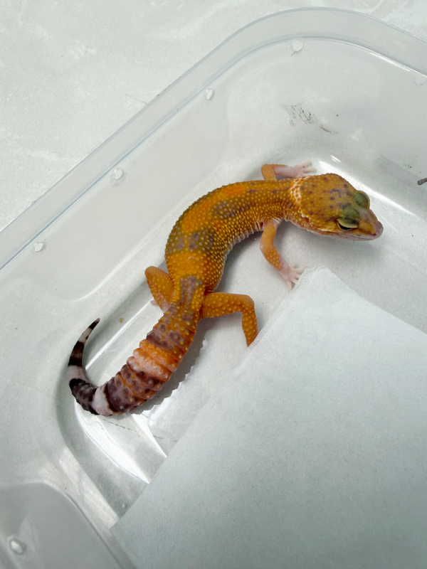 B261153 Gecko RAPTOR Jungle Black Night Cross