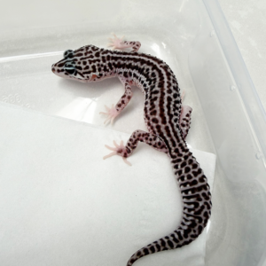 B261154 Gecko Super Snow ph RAPTOR betina