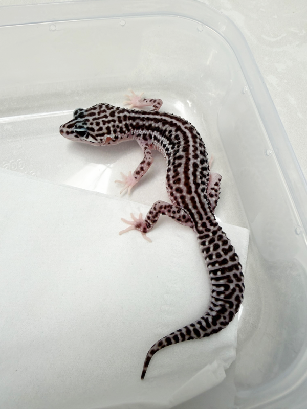 B261154 Gecko Super Snow ph RAPTOR betina