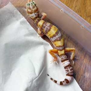 B261195 Gecko White & Yellow Tremper betina