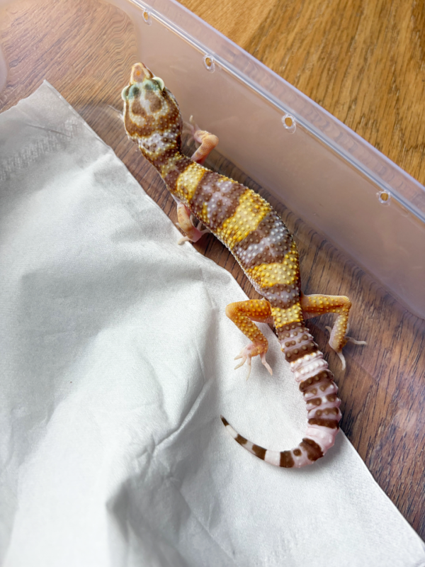 B261195 Gecko White & Yellow Tremper betina