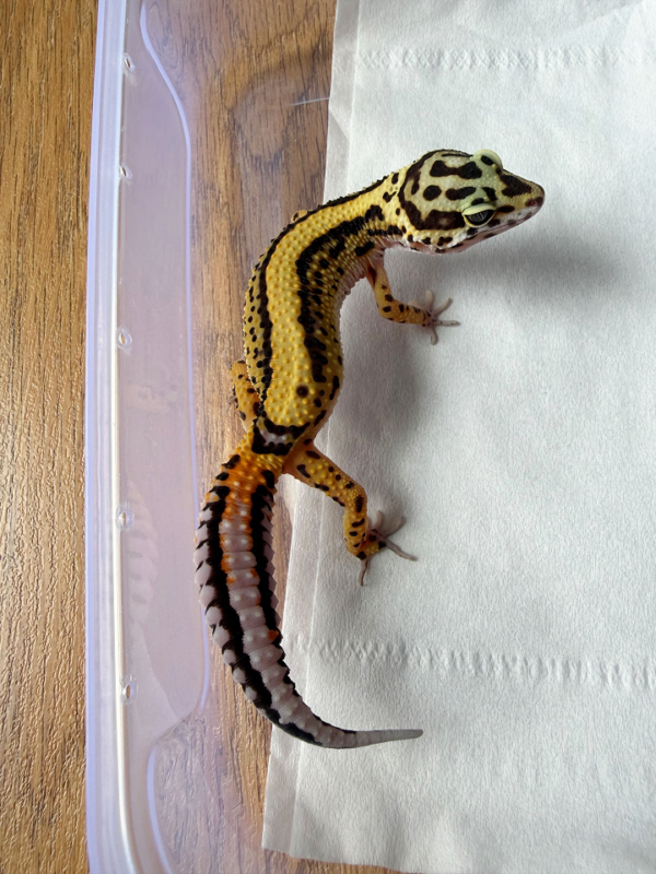 B261197 Gecko Tangerine Bold Stripe betina