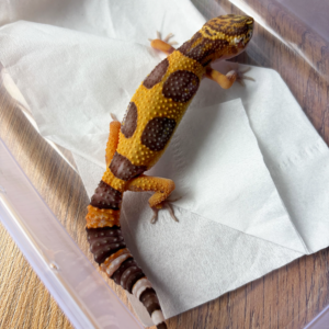 B261199 Gecko Tangerine Albino Bold Jungle betina