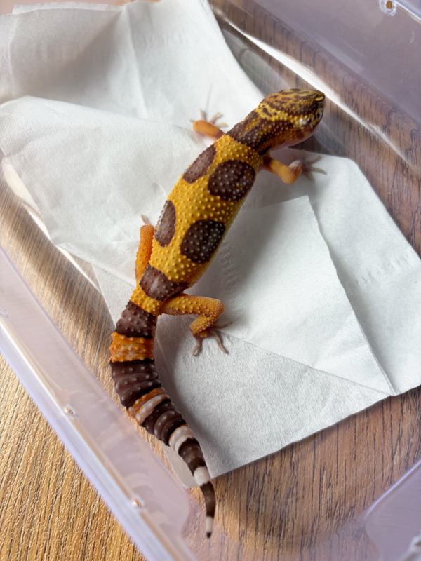 B261199 Gecko Tangerine Albino Bold Jungle betina