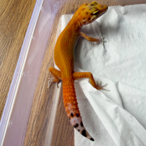 B261205 Gecko Dark Emerine jantan