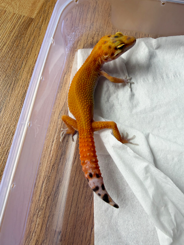 B261205 Gecko Dark Emerine jantan