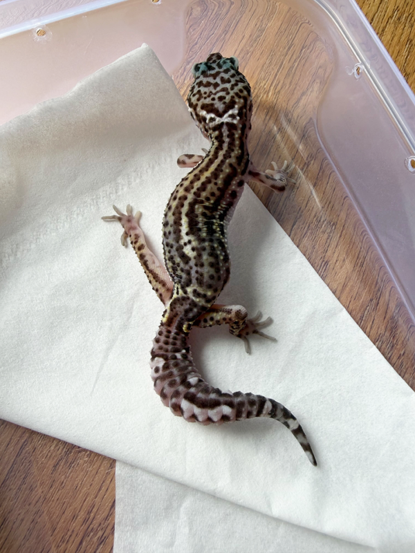 B261206 Gecko Mack Snow Black Night jantan