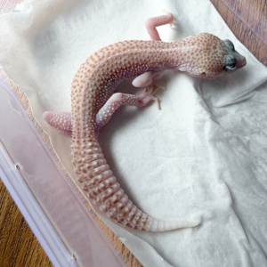 B261207 Gecko Pied Super RAPTOR jantan